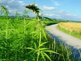 Bitcoin Saves Colorado Hemp Farmers Tons Of Financial Trouble