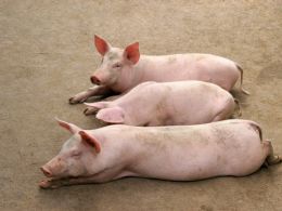 Walmart and IBM Partner to Put Chinese Pork on a Blockchain