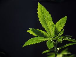 Why Marijuana Growers Are Racing to Register Their Strains on the Bitcoin Blockchain