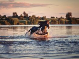 Newsflash: Bitcoin Price Gallops Beyond $450