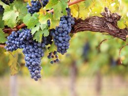 Startup Uses Blockchain to Crackdown on Wine Fraud
