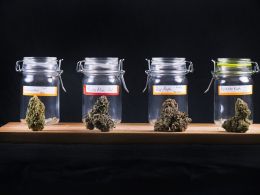 Bitcoin ‘Too Slow’ for Cannabis Industry Until Block Size Changes