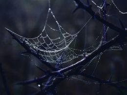 Minnesota Murder Plot Leads to Dark Web Investigation