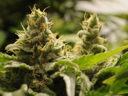 Watch Washington's Senate Debate If Buying Weed With Bitcoin is Bad