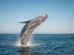 Bitcoin Price Breaches $1000 Again in 2017