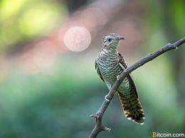 New Bitcoin Caching Features Could Improve Block Verification