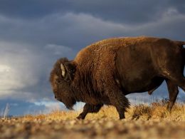 North Dakota Lawmakers Dither on ‘Online Currencies’ Regulation