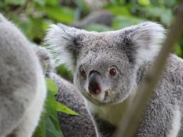 24 Million Australians can now pay their bills with Bitcoin