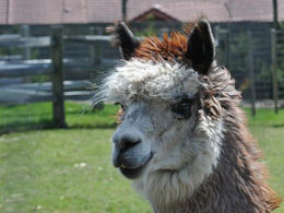 Alpacas: the unofficial mascot of bitcoin?
