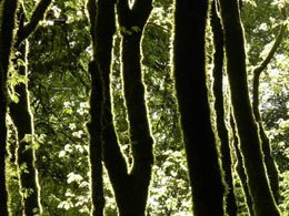 BitSeeds and RainForest Foundation to Protect Rainforests