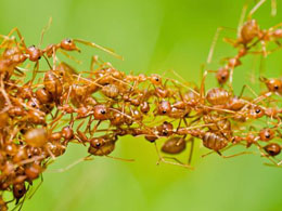 MaidSafe CEO David Irvine Talks Nature, Ants and Decentralization