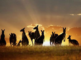 Australian Businesses Ditch Bitcoin After Banks Act Against Bitcoin Exchanges