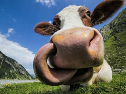 Beefing up profits: farmer achieves 20% bitcoin sales