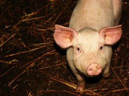 Piggy. Link Allows Websites To Charge For Content Quickly And Get Paid In Bitcoin