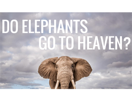 Bitcoin – Empowering Rural Economy’s and Protecting the Elephants in Africa