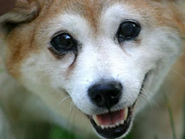 The Weekly Doge: A Turning Point