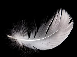 Feathercoin Price Rises Ahead of NeoScrypt Hard Fork
