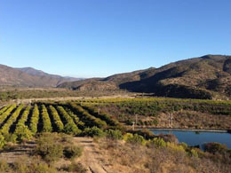 Pay in Bitcoin for a Plot in Chilean Libertarian Paradise