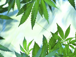 You May Soon Get Bitcoin-Bought Cannabis Delivered by Drone