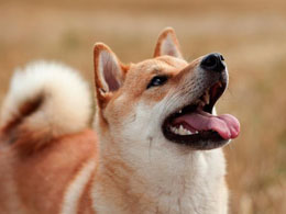 Dogecoin Raises $7k for Indian Olympians, But Hurdles Remain