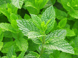 Mint Teams up With Coinbase to Add Bitcoin Support