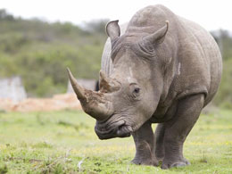 Bitcoin Helps Anti-Poaching Teams in New Charity Campaign