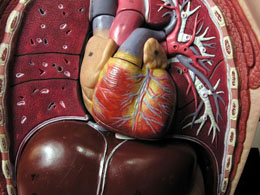 Major Security Flaw 'Heartbleed' Puts Critical Services at Risk