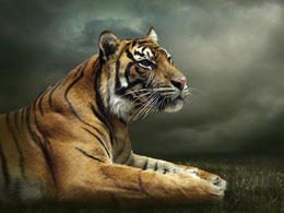 TigerDirect Canada Teases Bitcoin Adoption