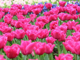 Tulip Mania and Why It Has Nothing To Do With Bitcoin