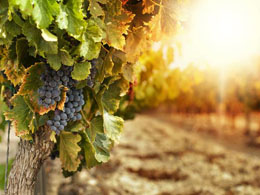 You Can Buy a 30% Stake in This Californian Winery With Bitcoins