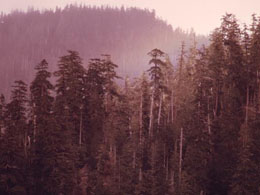 WoodShares On Its Crowdsale & Saving The World's Timberlands